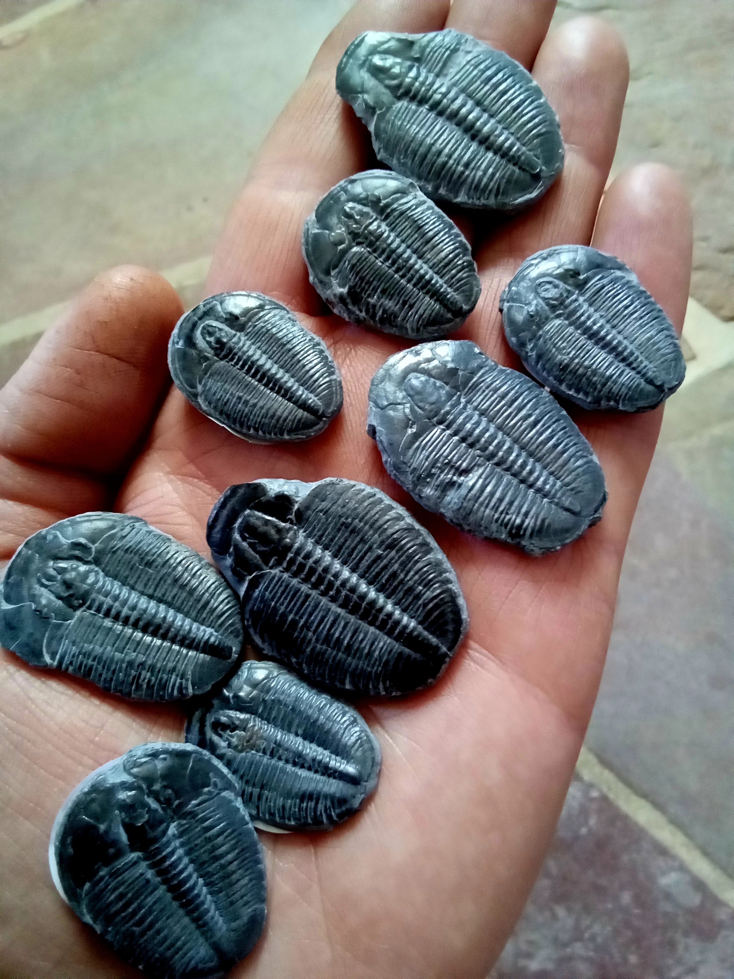 handful of trilobites