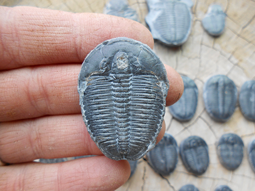 Trilobite in hand