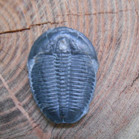 Trilobite fossil