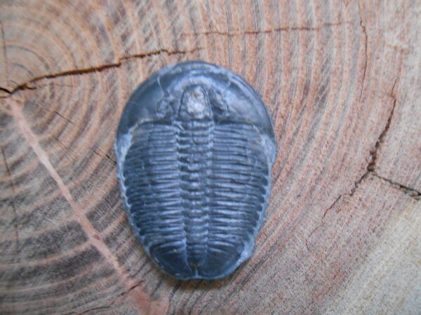 Trilobite fossil