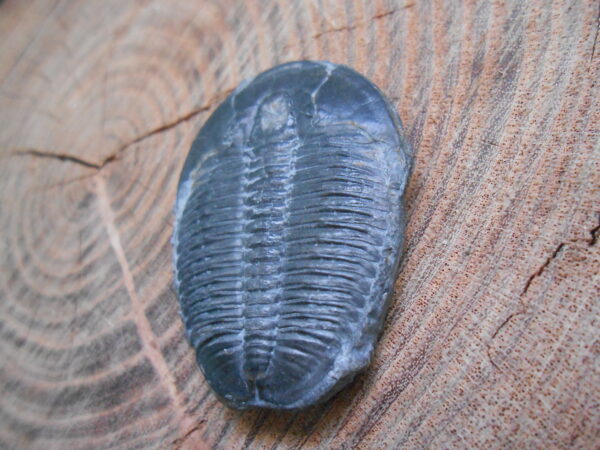 Trilobite fossil, jewelry-grade specimen