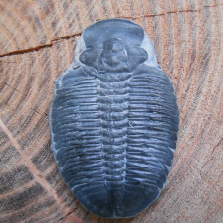 Cheekless trilobite