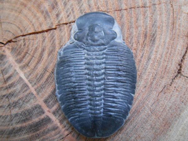 Cheekless trilobite