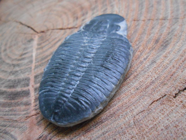 A trilobite fossil specimen without cheeks