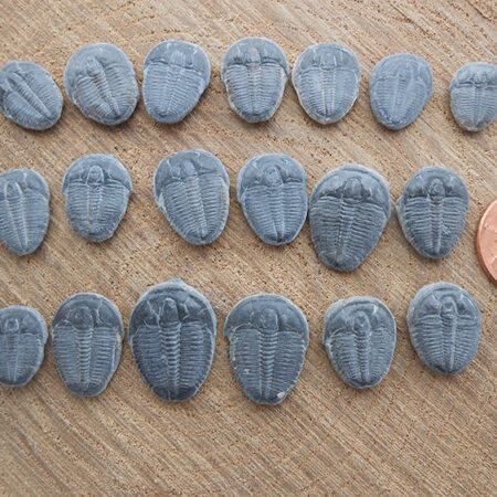 Elrathia Kingii trilobite fossils