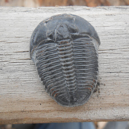 Elrathia Kingii trilobite fossil