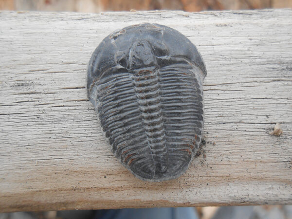 Elrathia Kingii trilobite fossil