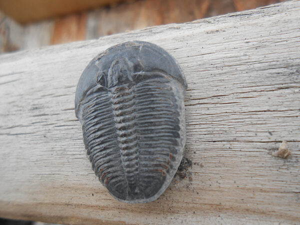 Elrathia Kingii trilobite fossil