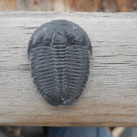 Elrathia Kingii trilobite fossil