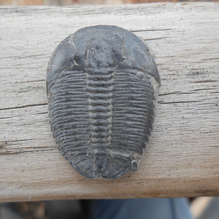 Elrathia Kingii trilobite fossil