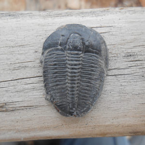 Elrathia Kingii trilobite fossil