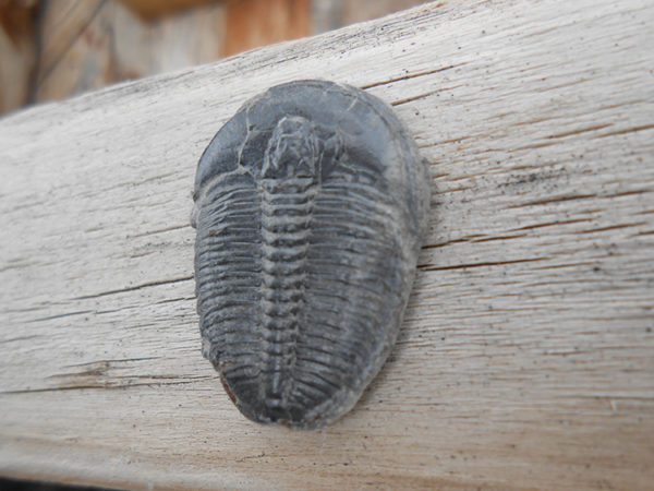 Elrathia Kingii trilobite fossil