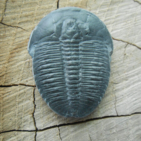 Elrathia Kingii trilobite fossil