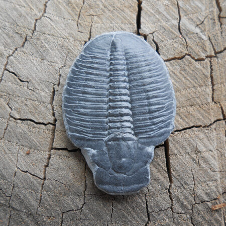 Elrathia Kingii trilobite fossil