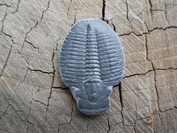 Elrathia Kingii trilobite fossil