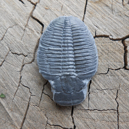 Elrathia Kingii trilobite fossil