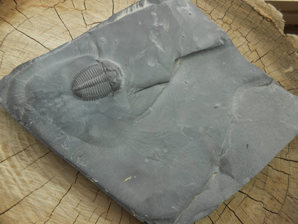 Elrathia Kingii trilobite fossil specimen on matrix