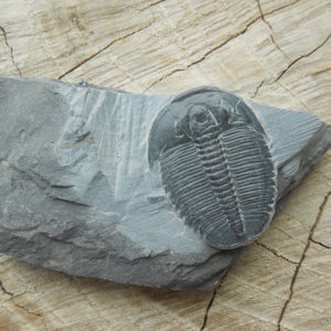 Elrathia Kingii trilobite fossil specimen on matrix