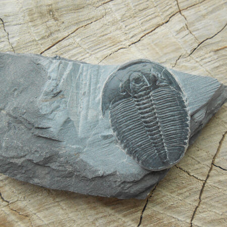 Elrathia Kingii trilobite fossil specimen on matrix