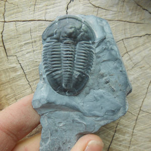 Elrathia Kingii fossil specimen on matrix