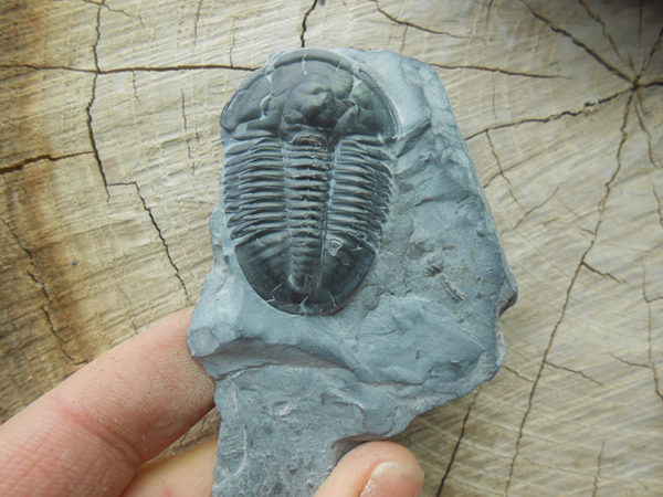 Elrathia Kingii fossil specimen on matrix