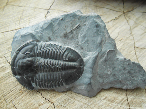 Asaphiscus fossil specimen on matrix
