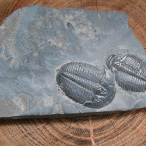 Elrathia Kingii trilobite fossil specimens on matrix