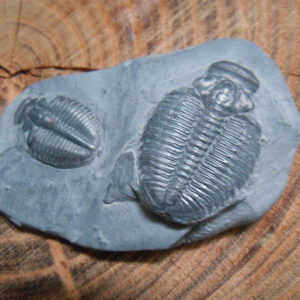 Elrathia Kingii trilobite fossil specimens on matrix