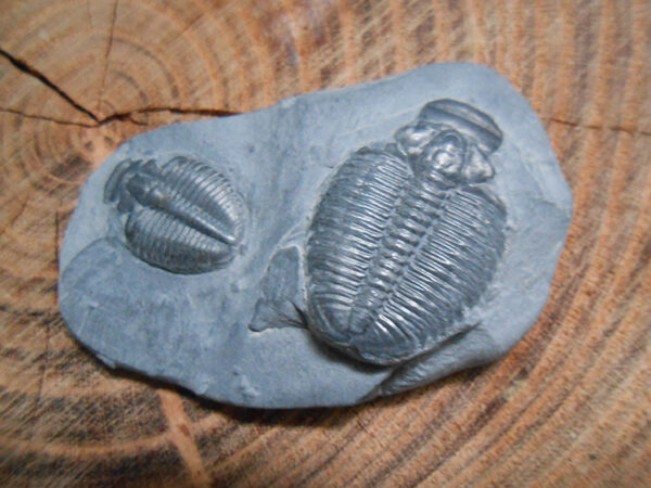 Elrathia Kingii trilobite fossil specimens on matrix