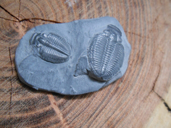 Elrathia Kingii trilobite fossil specimens on matrix