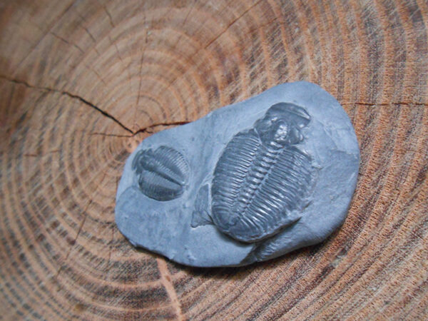 Elrathia Kingii trilobite fossil specimens on matrix